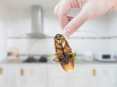tips mengatasi serangga